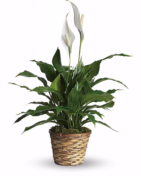 Peace Lily Small